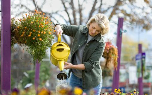 7月份適合種植什么花卉？