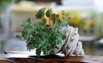 家庭養(yǎng)花需要注意哪些事項？