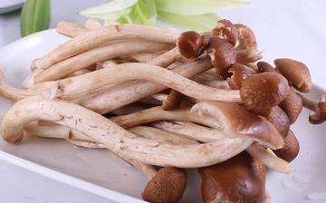 【茶樹菇】茶樹菇的營養價值_茶樹菇怎么做好吃_茶樹菇的做法大全 【茶樹菇】茶樹菇的營養價值_茶樹菇怎么做好吃_茶樹菇的做法大全
