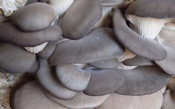 【平菇】平菇的營養價值_平菇怎么做好吃_平菇的做法大全