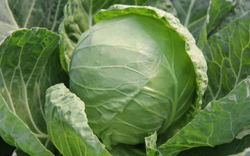 【甘藍】甘藍的營養價值_甘藍怎么做好吃_甘藍的做法大全 【甘藍】甘藍的營養價值_甘藍怎么做好吃_甘藍的做法大全