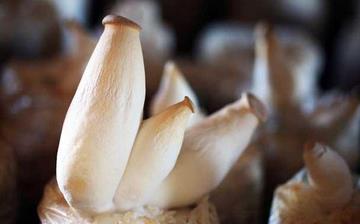 【杏鮑菇】杏鮑菇的營養(yǎng)價值_杏鮑菇怎么做好吃_杏鮑菇的做法大全 【杏鮑菇】杏鮑菇的營養(yǎng)價值_杏鮑菇怎么做好吃_杏鮑菇的做法大全