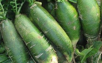 【青蘿卜】青蘿卜的營養價值_青蘿卜怎么做好吃_青蘿卜的做法大全