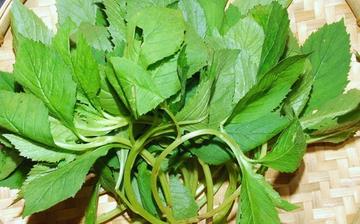 【苦菜】苦菜的功效與作用營(yíng)養(yǎng)價(jià)值_苦菜怎么做好吃_苦菜的做法大全