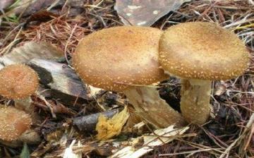 【榛蘑】榛蘑的功效與作用營養(yǎng)價值_榛蘑怎么做好吃_榛蘑的做法大全 【榛蘑】榛蘑的功效與作用營養(yǎng)價值_榛蘑怎么做好吃_榛蘑的做法大全