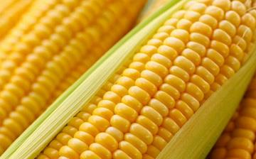 【甜玉米】甜玉米的營養價值_甜玉米怎么做好吃_甜玉米的做法大全 【甜玉米】甜玉米的營養價值_甜玉米怎么做好吃_甜玉米的做法大全
