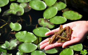 【莼菜】莼菜的營養價值及功效與作用_莼菜怎么做好吃_莼菜的做法大全 【莼菜】莼菜的營養價值及功效與作用_莼菜怎么做好吃_莼菜的做法大全