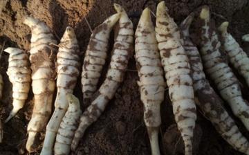 【地筍】地筍的功效與作用營養價值_地筍怎么做好吃_地筍的做法大全 【地筍】地筍的功效與作用營養價值_地筍怎么做好吃_地筍的做法大全