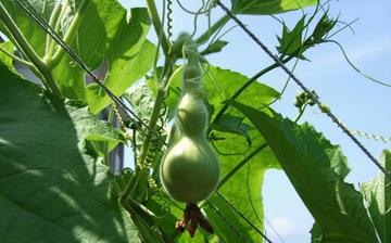 【瓠瓜】瓠瓜的功效與作用營養價值_瓠瓜怎么做好吃_瓠瓜的做法大全 【瓠瓜】瓠瓜的功效與作用營養價值_瓠瓜怎么做好吃_瓠瓜的做法大全