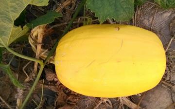 【金絲瓜】金絲瓜的營(yíng)養(yǎng)價(jià)值_金絲瓜怎么做好吃_金絲瓜的做法大全