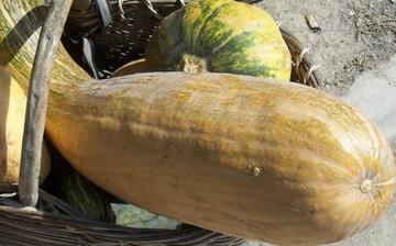 【方瓜】方瓜的功效與作用營養價值_方瓜怎么做好吃_方瓜的做法大全