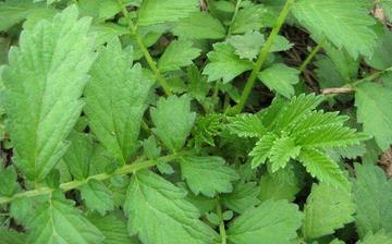 【龍牙菜】龍牙菜的營養價值_龍牙菜怎么做好吃_龍牙菜的做法大全