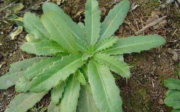 【刺兒菜】刺兒菜的營養價值_刺兒菜怎么做好吃_刺兒菜的做法大全