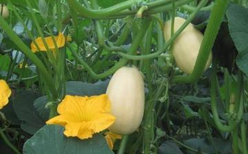 【筍瓜】筍瓜的功效與作用營養價值_筍瓜怎么做好吃_筍瓜的做法大全 【筍瓜】筍瓜的功效與作用營養價值_筍瓜怎么做好吃_筍瓜的做法大全