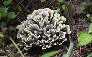 【干巴菌】干巴菌的營養價值_干巴菌怎么做好吃_干巴菌的做法大全