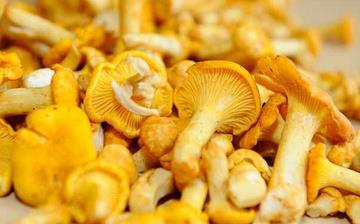 【雞油菌】雞油菌的營養價值_雞油菌怎么做好吃_雞油菌的做法大全 【雞油菌】雞油菌的營養價值_雞油菌怎么做好吃_雞油菌的做法大全