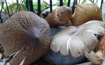 【雞樅菌】雞樅菌的營養價值_雞樅菌怎么做好吃_雞樅菌的做法大全 【雞樅菌】雞樅菌的營養價值_雞樅菌怎么做好吃_雞樅菌的做法大全