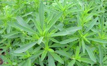 【地膚】地膚的營養價值_地膚怎么做好吃_地膚的做法大全