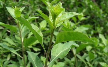 【枸杞菜】枸杞菜的營養(yǎng)價值_枸杞菜怎么做好吃_枸杞菜的做法大全 【枸杞菜】枸杞菜的營養(yǎng)價值_枸杞菜怎么做好吃_枸杞菜的做法大全