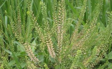 【獨行菜】獨行菜的營養價值_獨行菜怎么做好吃_獨行菜的做法大全