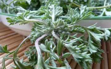 【茵陳蒿】茵陳蒿的營養價值_茵陳蒿怎么做好吃_茵陳蒿的做法大全 【茵陳蒿】茵陳蒿的營養價值_茵陳蒿怎么做好吃_茵陳蒿的做法大全