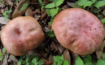 【紅蘑】紅蘑的功效與作用營養價值_紅蘑怎么做好吃_紅蘑的做法大全