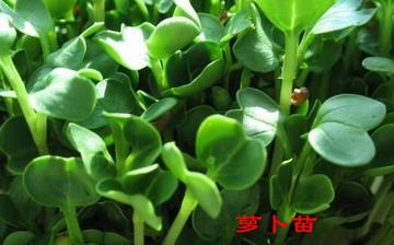 【蘿卜苗】蘿卜苗的營養價值_蘿卜苗怎么做好吃_蘿卜苗的做法大全 【蘿卜苗】蘿卜苗的營養價值_蘿卜苗怎么做好吃_蘿卜苗的做法大全