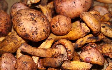 【松蘑】松蘑的功效與作用營養價值_松蘑怎么做好吃_松蘑的做法大全 【松蘑】松蘑的功效與作用營養價值_松蘑怎么做好吃_松蘑的做法大全