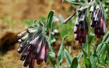 【紫草】紫草的功效與作用營養價值_紫草怎么做好吃_紫草的做法大全