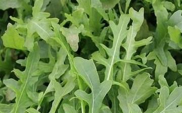 【芝麻菜】芝麻菜的營養(yǎng)價(jià)值_芝麻菜怎么做好吃_芝麻菜的做法大全 【芝麻菜】芝麻菜的營養(yǎng)價(jià)值_芝麻菜怎么做好吃_芝麻菜的做法大全