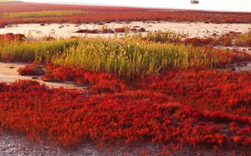 【堿蓬】堿蓬的功效與作用營養(yǎng)價值_堿蓬怎么做好吃_堿蓬的做法大全