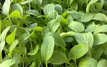 【雞毛菜】雞毛菜的營養價值_雞毛菜怎么做好吃_雞毛菜的做法大全