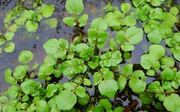 【豆瓣菜】豆瓣菜的營養(yǎng)價值_豆瓣菜怎么做好吃_豆瓣菜的做法大全 【豆瓣菜】豆瓣菜的營養(yǎng)價值_豆瓣菜怎么做好吃_豆瓣菜的做法大全