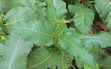 【酸模】酸模的營養(yǎng)價值_酸模怎么做好吃_酸模的做法大全 【酸模】酸模的營養(yǎng)價值_酸模怎么做好吃_酸模的做法大全