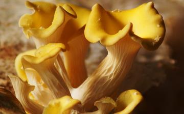 【元蘑】元蘑的營養(yǎng)價(jià)值_元蘑怎么做好吃_元蘑的做法大全 【元蘑】元蘑的營養(yǎng)價(jià)值_元蘑怎么做好吃_元蘑的做法大全