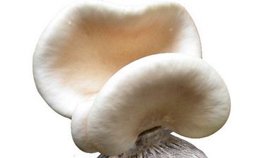 【鮑魚菇】鮑魚菇的營養(yǎng)價值_鮑魚菇怎么做好吃_鮑魚菇的做法大全