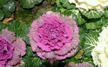 【羽衣甘藍】羽衣甘藍的營養價值_羽衣甘藍怎么做好吃_羽衣甘藍的做法大全