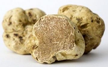 【白松露菌】白松露菌的營養(yǎng)價值_白松露菌怎么做好吃_白松露菌的做法大全 【白松露菌】白松露菌的營養(yǎng)價值_白松露菌怎么做好吃_白松露菌的做法大全