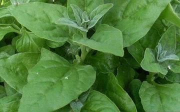 【番杏】番杏的功效與作用營養價值_番杏怎么做好吃_番杏的做法大全