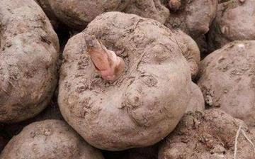 【魔芋】魔芋的營養價值_魔芋怎么做好吃_魔芋的做法大全 【魔芋】魔芋的營養價值_魔芋怎么做好吃_魔芋的做法大全