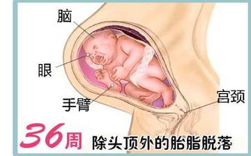【懷孕36周】懷孕36周發育指標_懷孕36周胎兒變化_媽媽狀態_懷孕36周注意事項