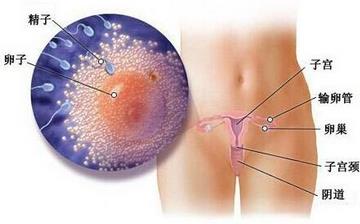 【懷孕1周】懷孕1周癥狀_懷孕一周胎兒圖片_懷孕1周吃什么補身體