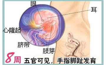 【懷孕8周】早孕8周癥狀_懷孕8周胎兒圖片_懷孕8周吃什么補身體
