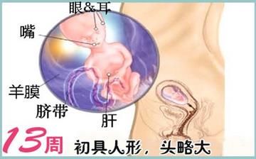 【懷孕13周】早孕13周癥狀_懷孕13周胎兒圖片_懷孕13周吃什么補身體
