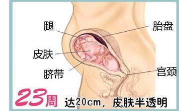 【懷孕23周】懷孕23周癥狀_懷孕23周胎兒圖片_B超數據_懷孕23周吃什么補身體 【懷孕23周】懷孕23周癥狀_懷孕23周胎兒圖片_B超數據_懷孕23周吃什么補身體
