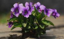 春季吃對養生菜一整年都很健康！