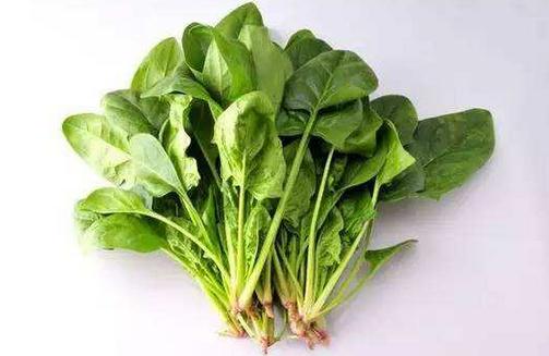 菠菜根的營養價值不可小覷