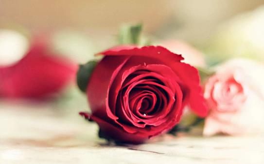 鮮花養(yǎng)生助女人越活越美!