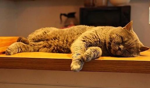 揭秘睡午覺的5大好處