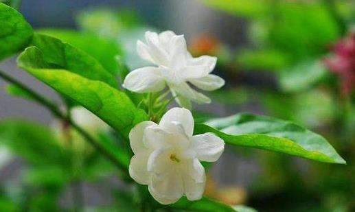 茉莉怎么吃?茉莉可清熱解毒